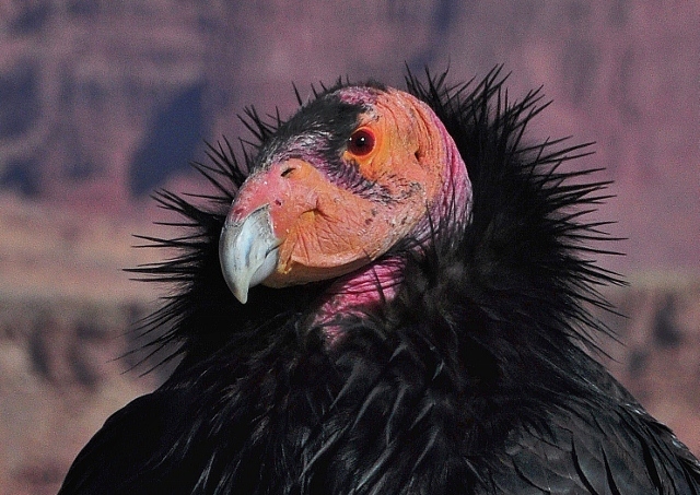 closeup of California condor